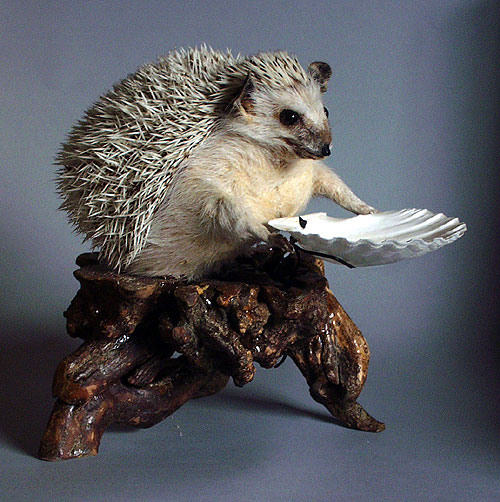 Hedgehog Pygmy African