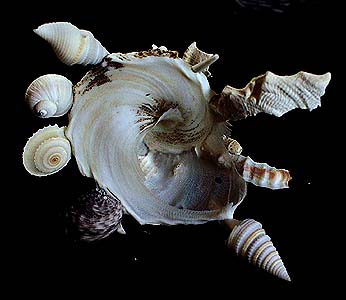 Fernandezi Snail Shell Seashell Collectors 50Pcs 
